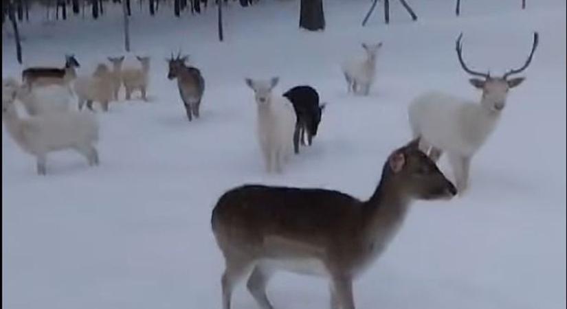 A dámfarmon már a tél diktál: embert próbáló napok a Bakonyban (videó)