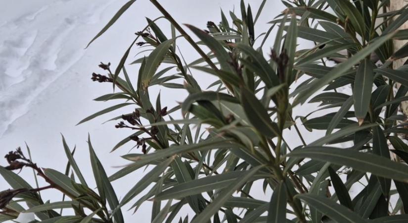 Hó és hideg - így biztosan túléli a kint teleltetett leander