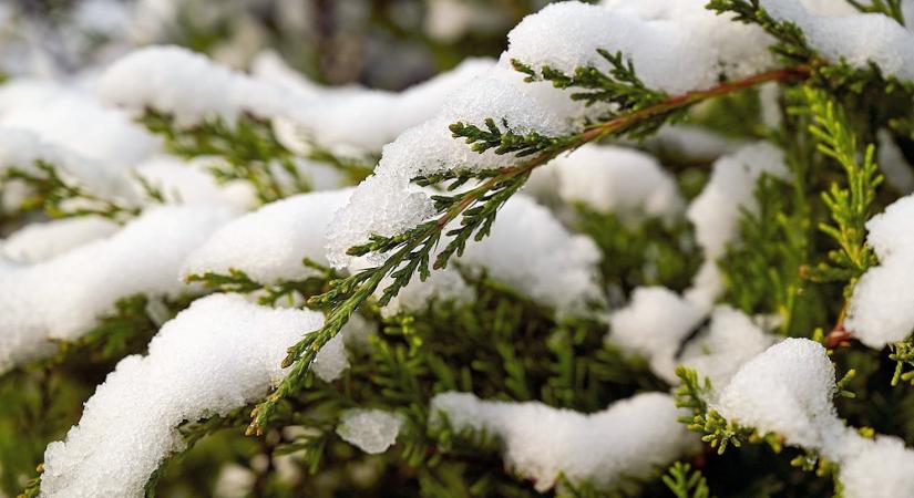 Lerázzuk a kertben a havat vagy hagyjuk békén?