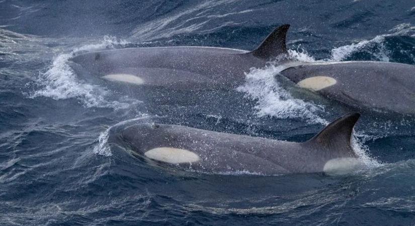 Vérfagyasztó módon kezdenek viselkedni a kardszárnyú delfinek