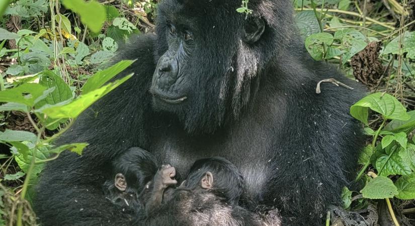 Ritka hegyi gorilla ikrek születtek Afrika legrégebbi nemzeti parkjában