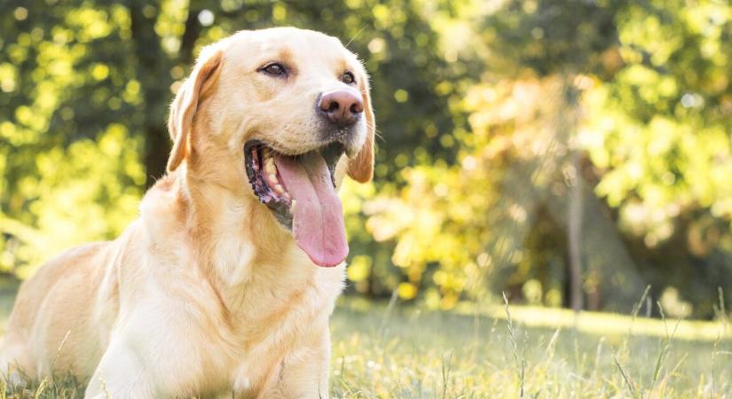 Világszinten is ritka képesség – egy mentett kutya halálos tüdőfertőzést képes felismerni