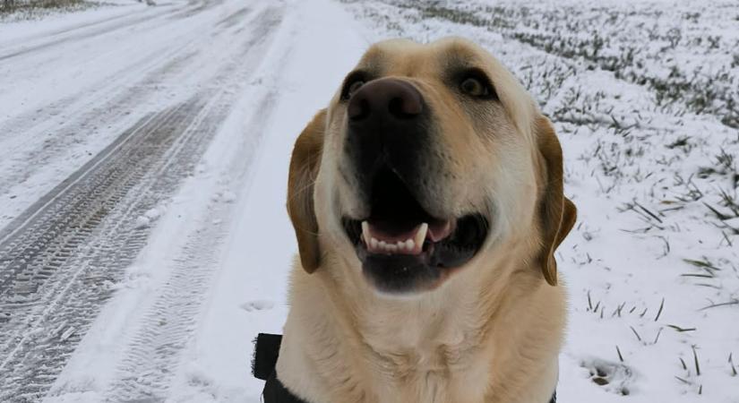 Az extrém hideg az állatokra is veszélyt jelent – figyelmeztetnek az állatvédők