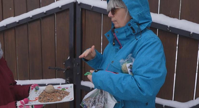 Fontos a madarak téli védelme