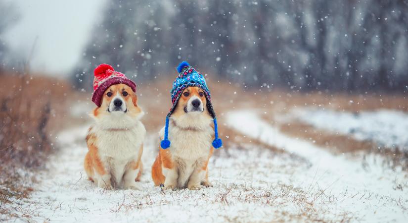 Jönnek a kőkemény mínuszok – Ha van kutyád, ezt mindenképpen meg kell tenned