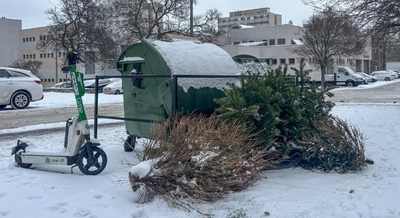 Videón, fotókon a búcsú a karácsonyfák százaitól, a családi házasoknak várni kell