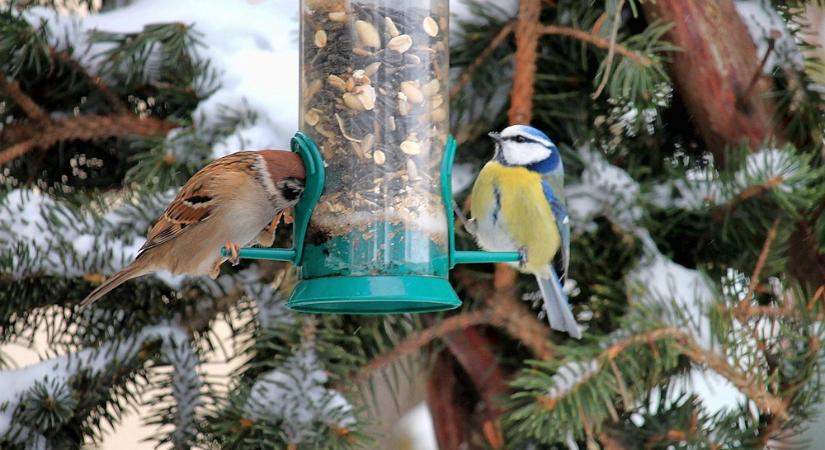 Miért nő meg a forgalom a madáretetők környékén, amint leesik a hó?