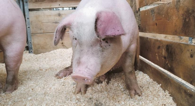 Járványügyi zárlat alá vettek három somogyi sertéstelepet
