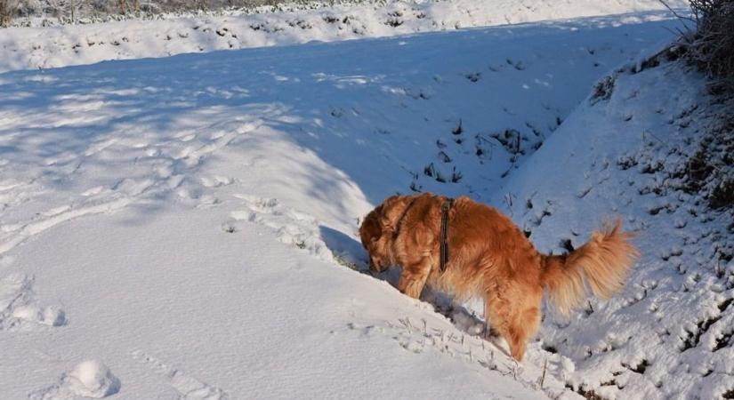 Több mint 1000 házikedvenc találta meg a gazdáját, miután bevitték őket a Mol-kutakra