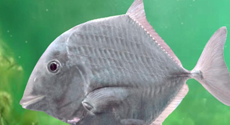 Kréta kori őshalfaj Iharkúton