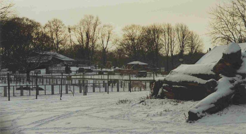Hatalmas havazás csapott le a híres nyíregyházi állatkertre, extázisba estek a többszáz kilós ragadozók, rendkívüli a látvány