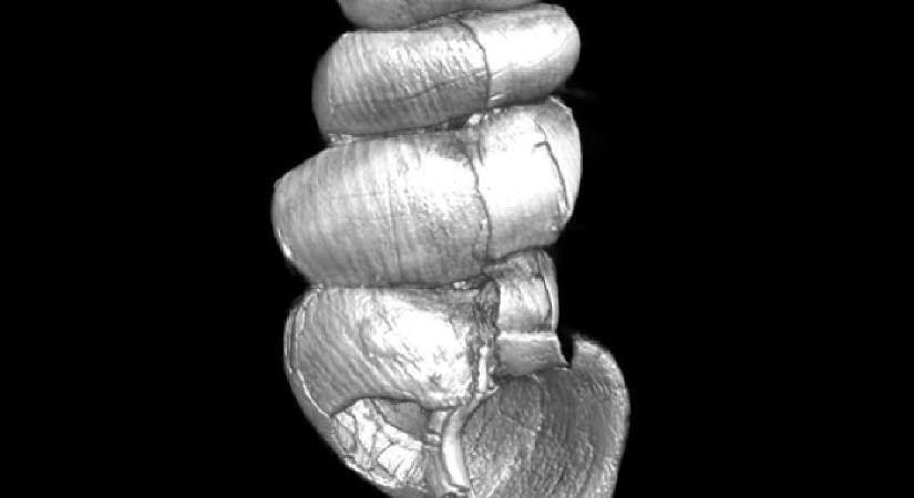 Magyar kutatók 99 millió éves őscsigákat fedeztek fel