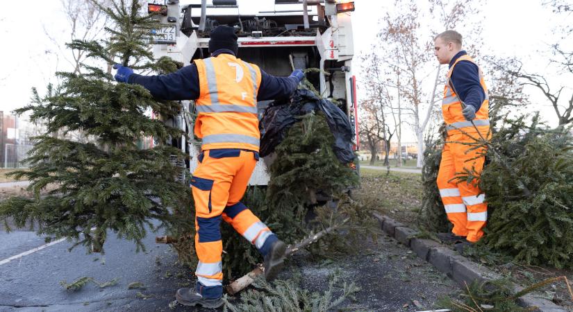 Mit ne hagyjunk a fenyőfán? Már megkezdte az összegyűjtésüket a MOHU Budapest