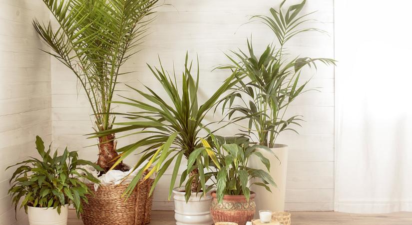 Ezzel a pofonegyszerű Ikeás hackkel boldogabbá teheted a kicsi szobanövényeidet