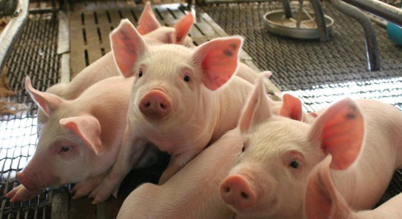 Újabb vírus fertőz Somogyban: megkezdődött az állományok felszámolása