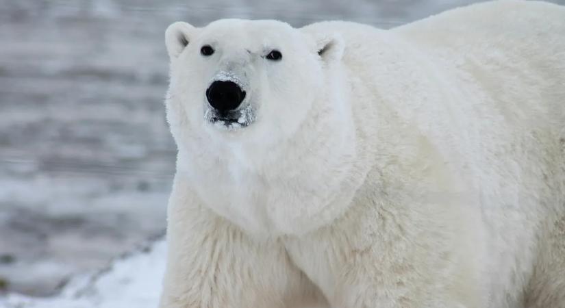 Így hemperegnek, csúszkálnak és élvezik a havat a jegesmedvék a Nyíregyházi Állatparkban - videó