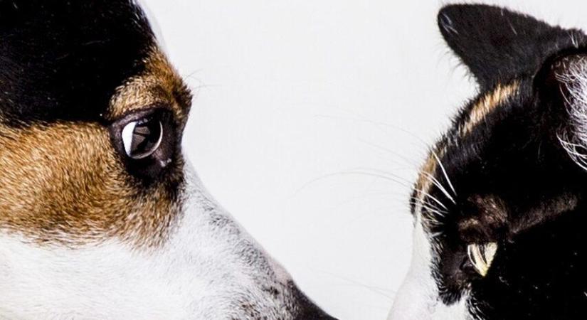 A gazdálkodók szalma felajánlásokkal segítik az állatmenhelyeket a hideg