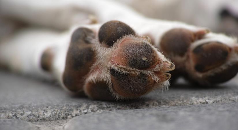 Hogyan hat a sós hó a kedvencünk tappancsára és az egészségére? -Tippek a biztonságos téli sétákhoz