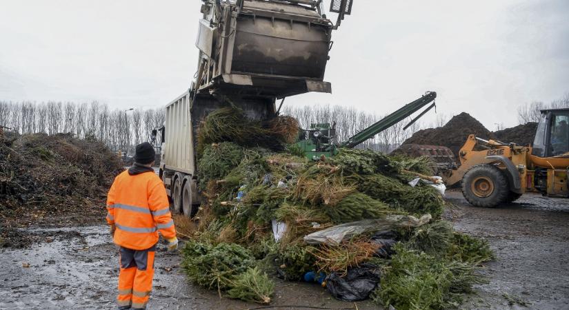 Ez történik a kidobott fenyőfákkal Debrecenben