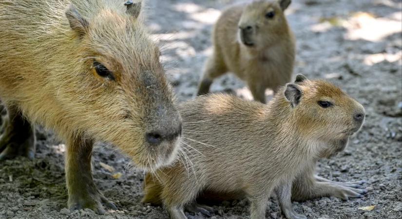 Egy skót farm kétségbeesetten keresi Javiert és Esmeraldát, az eltűnt vízidisznóikat