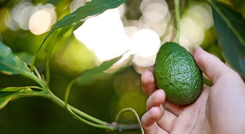 Saját avokádó a nappalidban? Mutatjuk, hogyan lehetséges és miért éri meg!