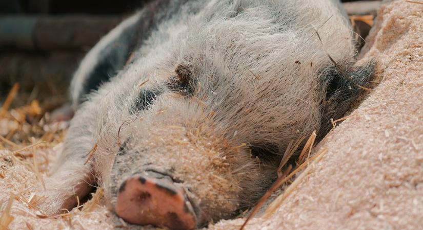 Somogy vármegyei sertésállományokban jelent meg az Aujeszky-betegség