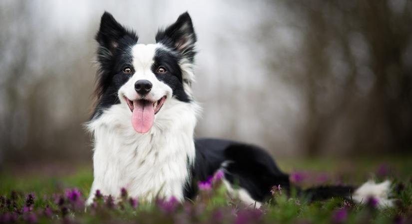 8 kutyafajta, amit az állatorvosok soha nem tartanának: elárulták, miért