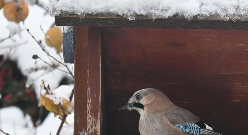 Téli madáretetés okosan