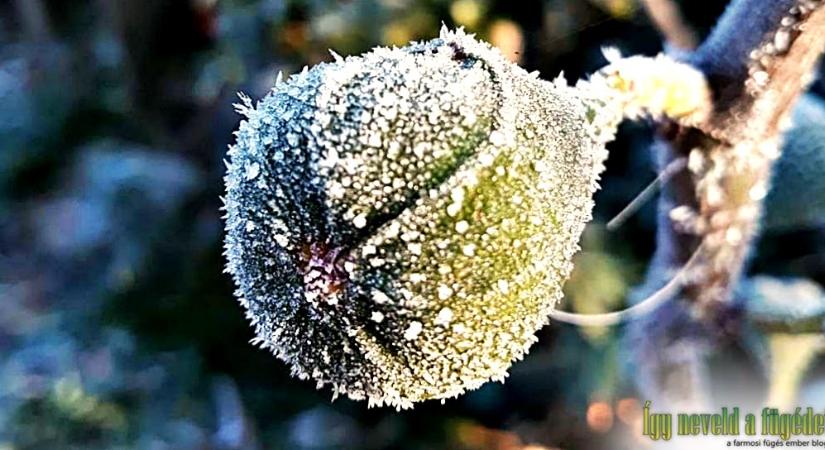 Fagyriadó a kertben: Hogyan óvjuk meg fügéinket a -15 Celsius-fok alatti hidegtől?