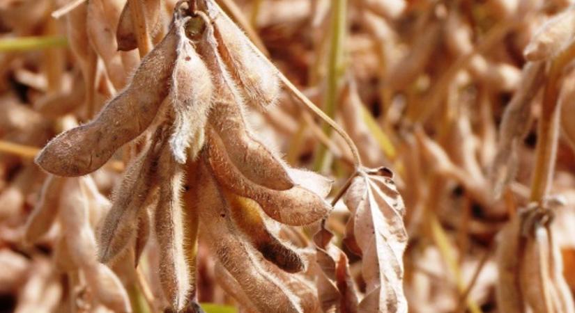 A szója mellett érdemes kitartani 2026-ban is – akkor is, amikor a régió visszalép