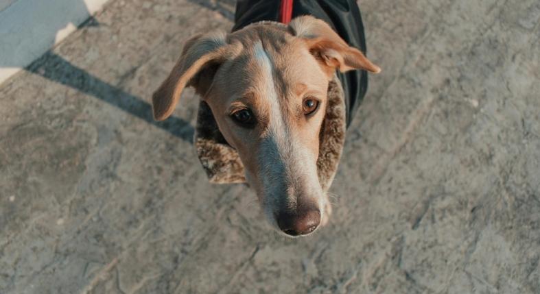 Ezért ne adj a kinti kutyára kutyaruhát – többet árt, mint használ!