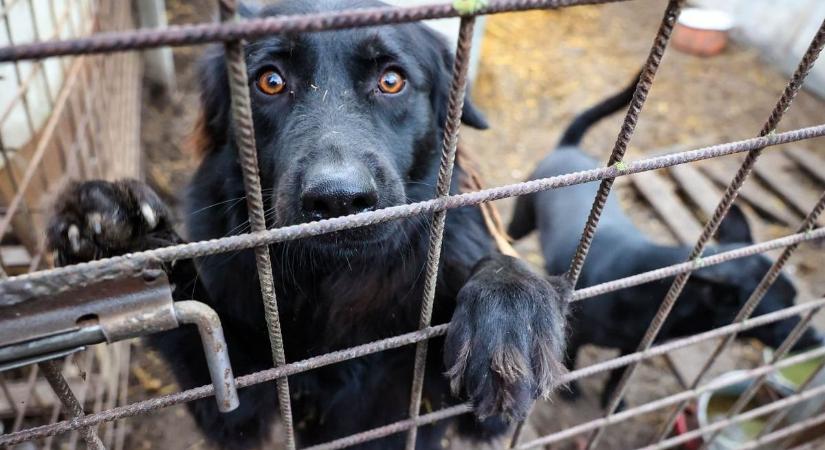 Vacogó szív, hideg szőr – a te segítséged is kell a túléléshez
