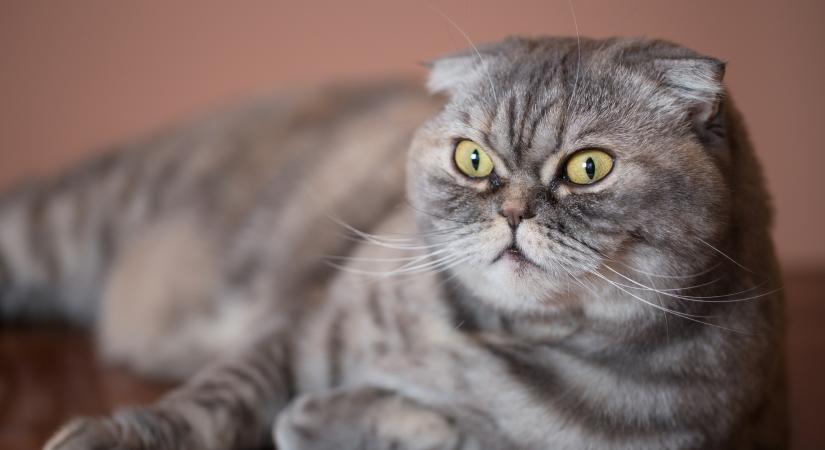 A belga miniszterelnök FIV-fertőzött cicát fogadott örökbe: Maximus Textoris Pulcher az államügyekben is segít