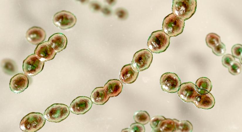 A baktériumok világa