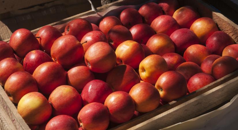 Áramlik ki az alma a lengyelektől: ide kerül a legtöbb