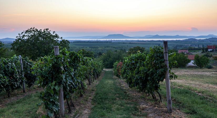 Kiválasztották a legjobbakat: arattak a balatoni borászok