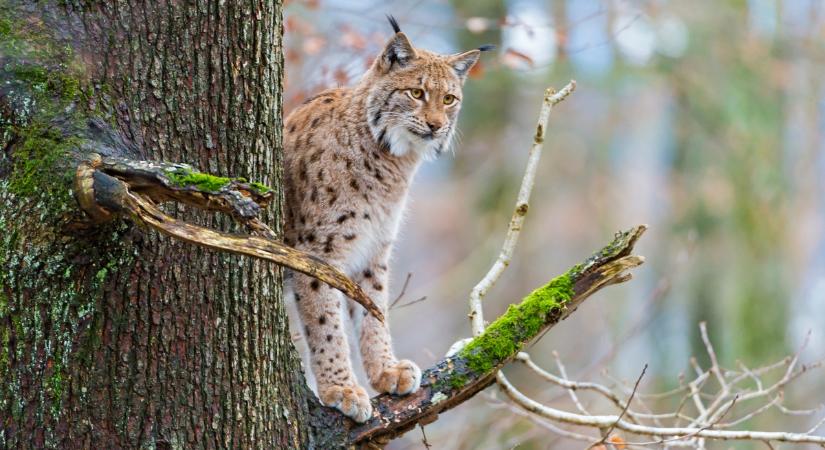 Időcsapdával sikerült levideózni erdeink legkülönlegesebb macskaféléjét (videó)