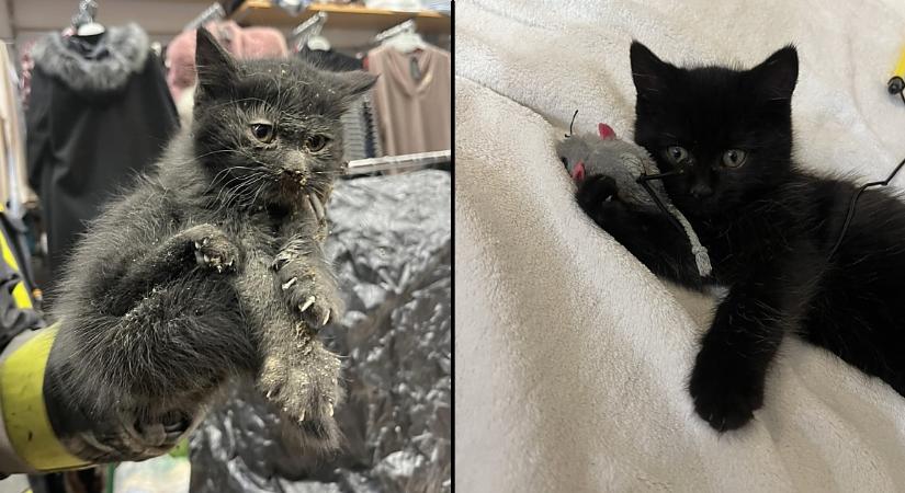 Hamu és gyémánt: egy kémény mélyéről mentették meg, szerető otthonra talált a debreceni kiscica – fotókkal