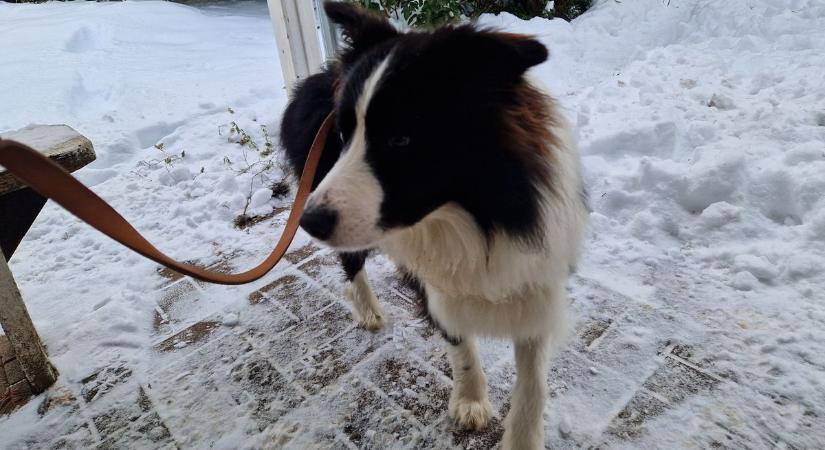 Ami neked segítség, a kutyádnak veszély – téli kutyasétáltatás okosan