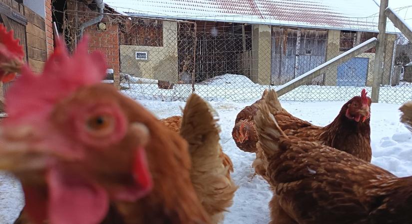 Ezekre a mezőgazdasági pályázatokra érdemes figyelni 2026 elején