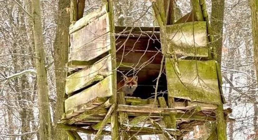 A nap fotója – róka les a rókalesen