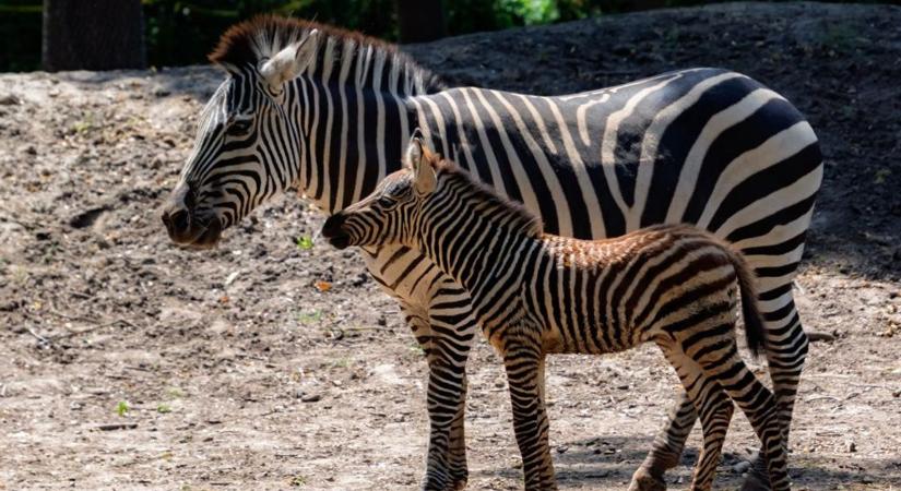 Etosa első havas kalandja: így reagált a fiatal zebracsikó (videóval)