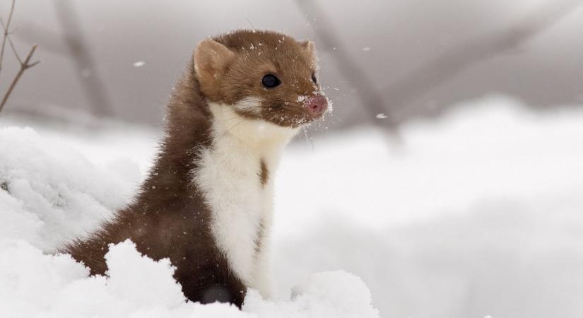 Nyest elleni védekezés januárban – mi működik a padláson és a garázsban?