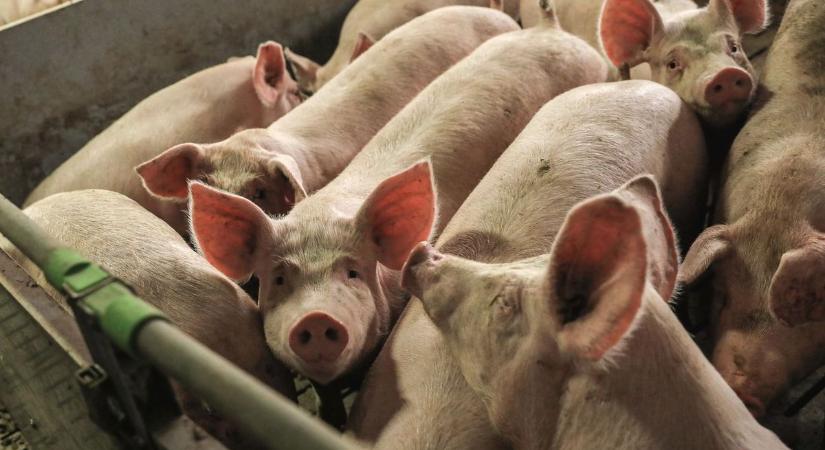 Tovább terjed a végzetes betegség, újabb sertéseket kellett bezárni Somogyban