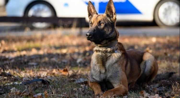 Új Kántor és Rex felügyelő kerestetik – szolgálati kutyákat toboroz a rendőrség