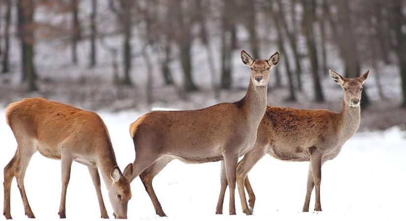 Többnapos útlezárások és korlátozások jönnek Baranya és Somogy határán!