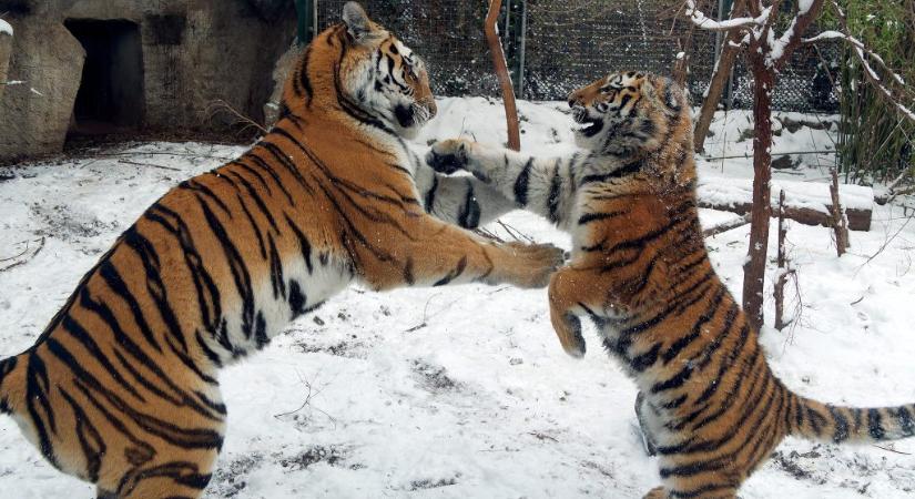 Hóesésben játszó tigrisek és oroszlánok – fotókon a fehérbe öltözött fővárosi állatkert és lakói