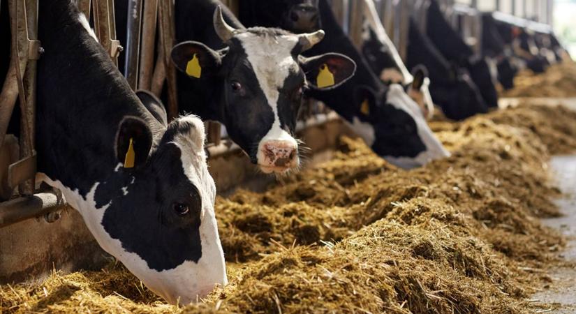 Egy nagy multú magyar mezőgazdasági üzem mindennapjai