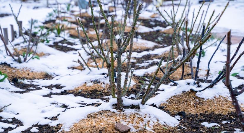 Így óvd kedvenceidet a fagyoktól – növények téli ápolása, takarása