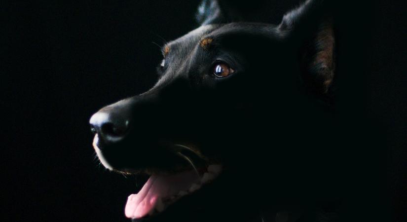 Mérföldkő az állatvédelemben: új ösztöndíjprogram indult